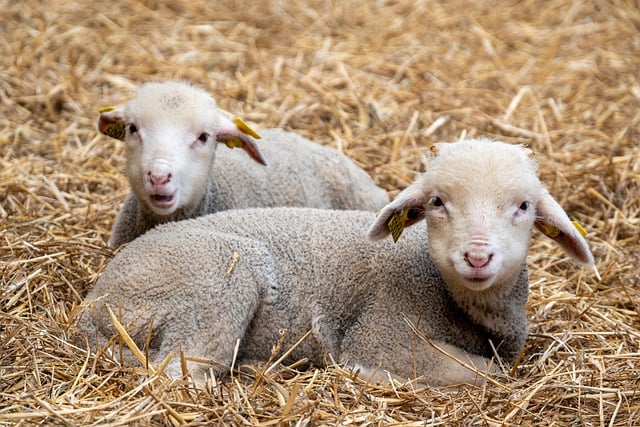 Træspåner vs. Halm – hvilken strøelse passer bedst til dine dyr?